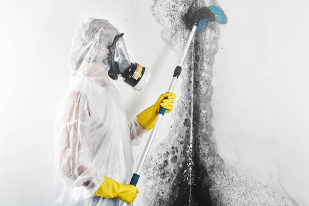 Best Basement Mold Removal  in Windsor, IL